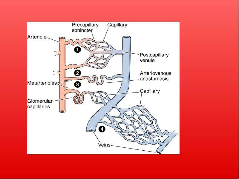 Артериоло венулярный анастомоз строение стенки