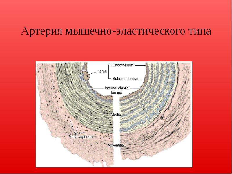 Наружная эластическая мембрана присутствует в стенке