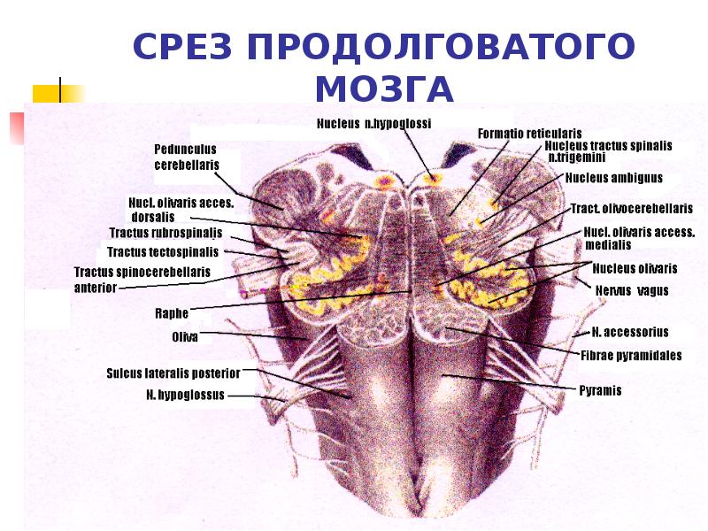 Срез продолговатого мозга схема