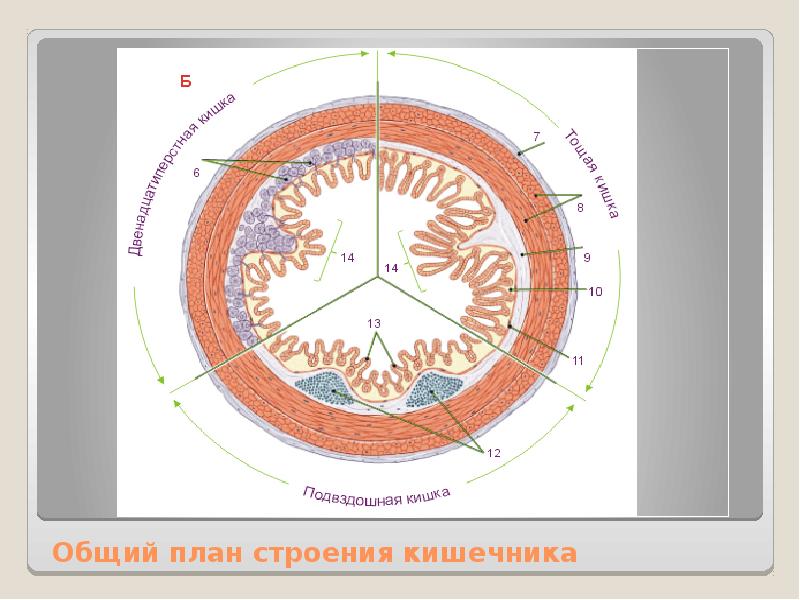 План строения