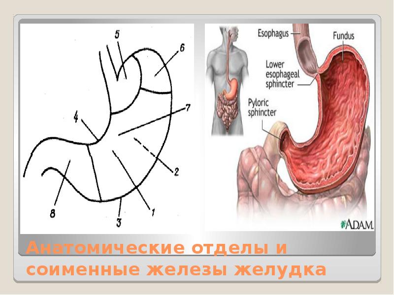 Желудок железа. Задний отдел пищеварительной системы. Местонахождения желёз желудка. Средний и задний отделы пищеварительной системы.