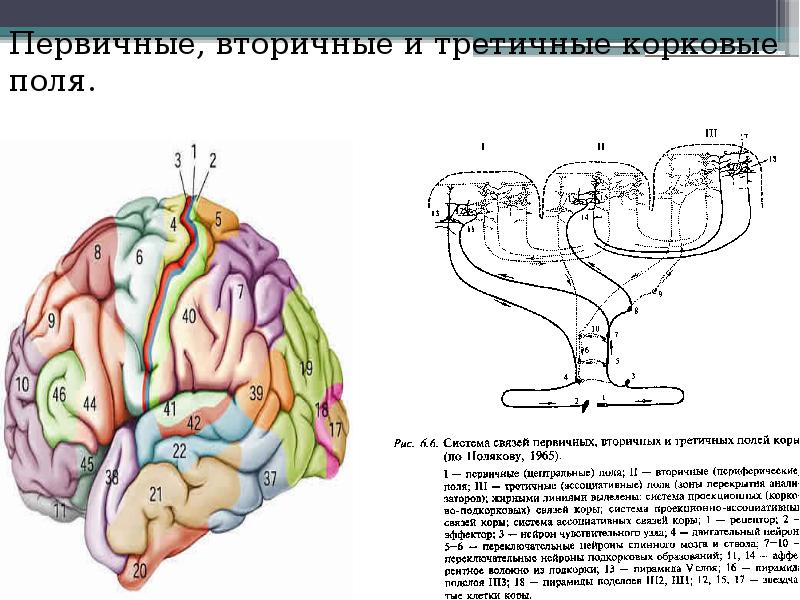 Третичные поля мозга. Первичные вторичные и третичные корковые поля. Первичные вторичные и третичные поля Бродмана. Функции третичных полей коры головного мозга. Первичные вторичные и третичные поля головного мозга по Лурия.
