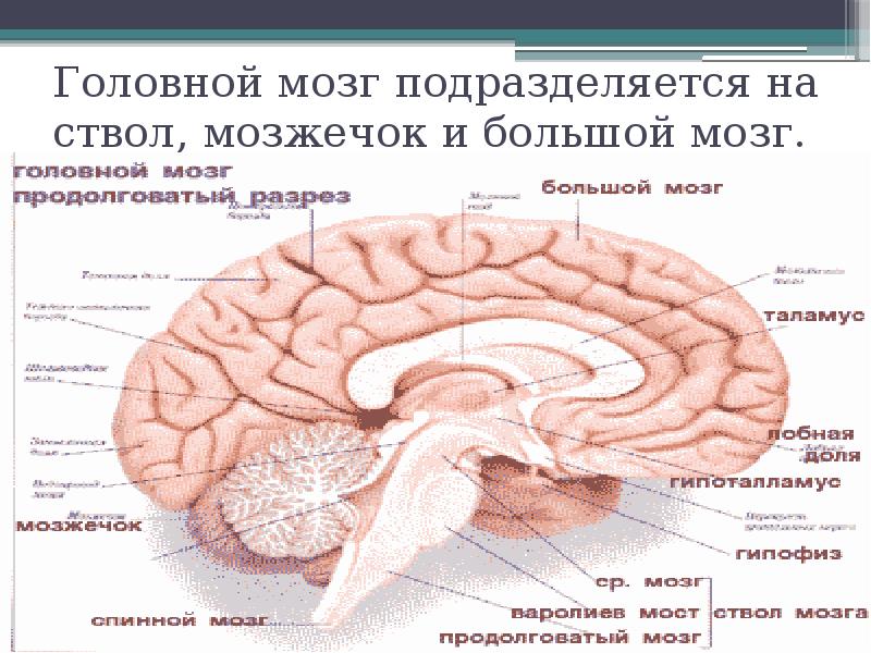 Большой мозг. Большой мозг мозжечок и мозговой ствол. Головной мозг подразделяется на ствол, мозжечок и большой мозг.. Головной мозг кошки анатомия. Строение головного мозга кошки.