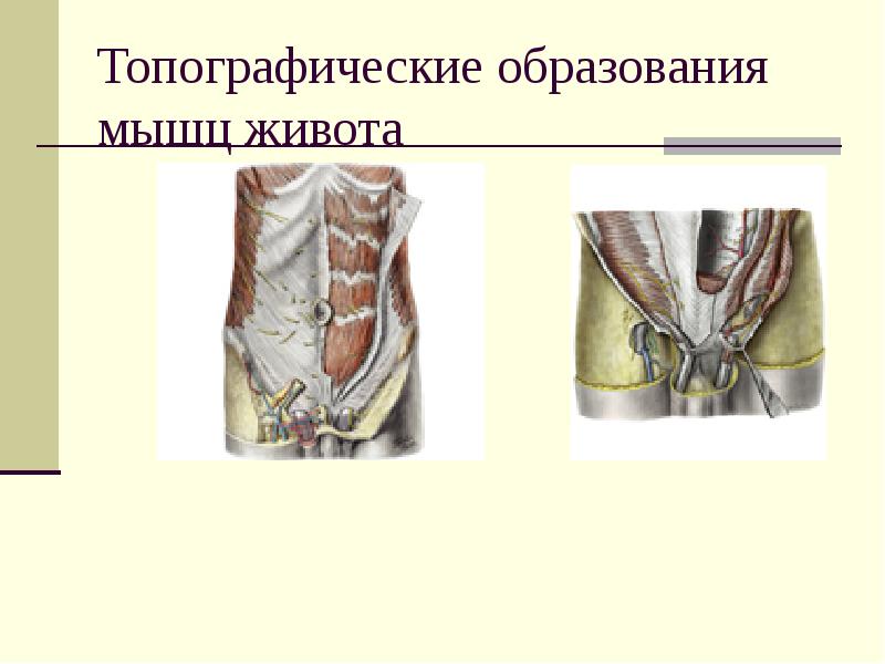 Образование мышц