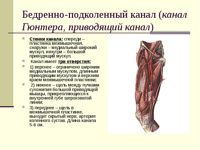 Бедренный канал. Отверстия приводящего канала бедра. Бедренно подколенный канал топография. Приводящий канал топографическая анатомия. Стенки бедренно-подколенного канала.