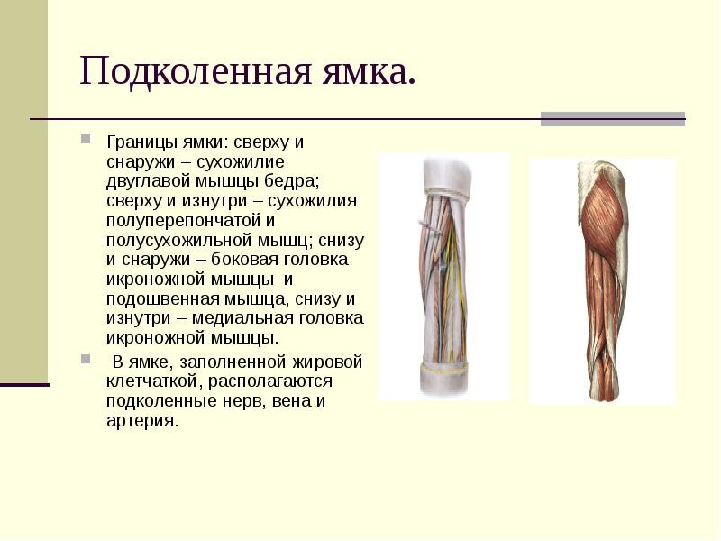 Подколенная ямка стенки содержимое