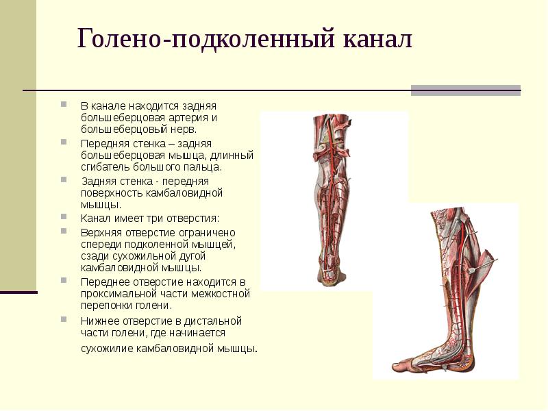 Укажите что образует заднюю стенку canalis cruropopliteus