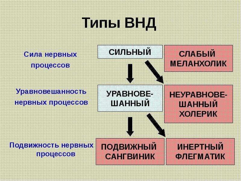 Феномены внд презентация