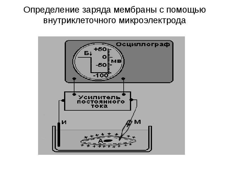 Измерение заряда. Внутриклеточного микроэлектрода. Зарядка мембраны. Расположены микроэлектроды при измерении МП. Определение заряда на фильтре.