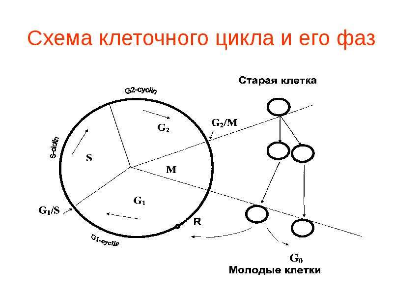 Схемы клеточного цикла