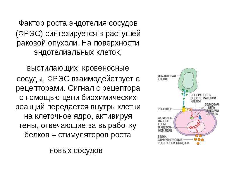 Фактор роста ответы. Фактор роста рецепторы эндотелиальный. Фактор роста эндотелия. Рецепторы факторов роста. Сосудистый эндотелиальный фактор роста.