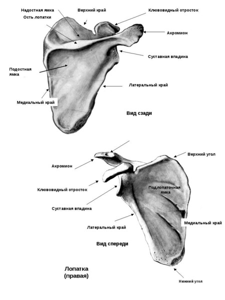 Лопатка топографическая анатомия