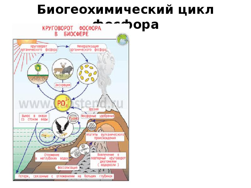 Биогеохимические процессы в биосфере презентация 11 класс