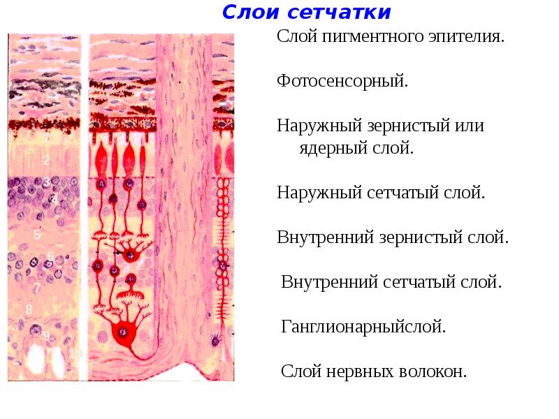 Вкусовой и обонятельный анализаторы презентация 8 класс