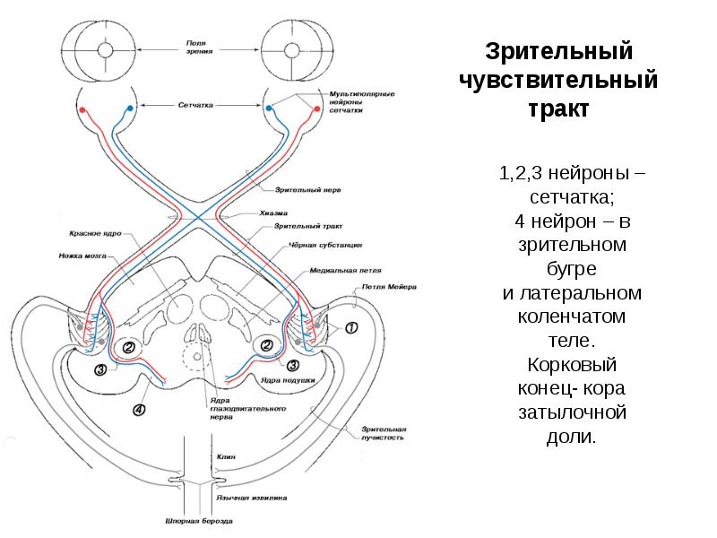 Пути анализаторов. Путь зрительного анализатора схема. Проводящие пути зрительного анализатора схема. Проводящий путь зрительного анализатора схема. Путь зрительного нерва схема.