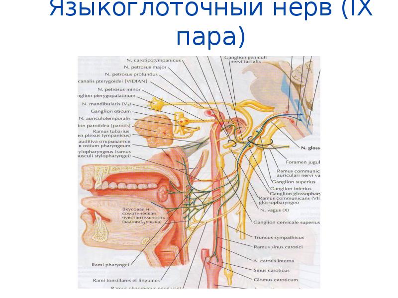 Нерв глотки. Языкоглоточный нерв иннервация схема. Языкоглоточный нерв ветви иннервация. Языкоглоточный нерв вкусовой анализатор. Зона иннервации языкоглоточного нерва.