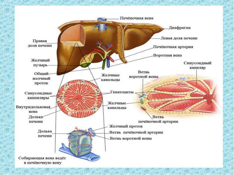 Строение печени наука. Печень схема. Строение стенки печени. Нормальная морфология печени.