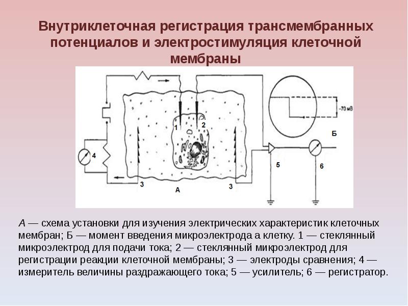 Графическое изображение потенциала покоя