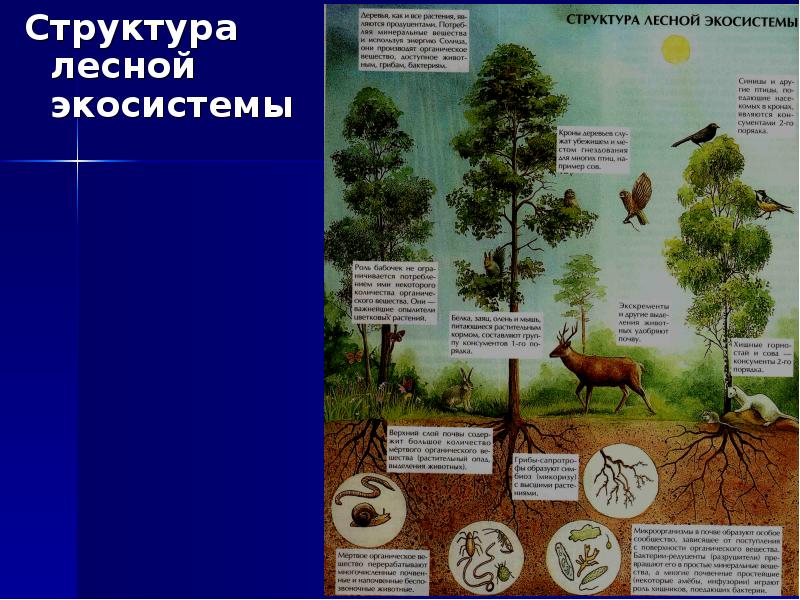 Структура лесной экосистемы Структура лесной экосистемы