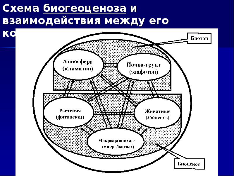 Схема биогеоценоза и взаимодействия между его компонентами (В. Н. Сукачев, 1940)