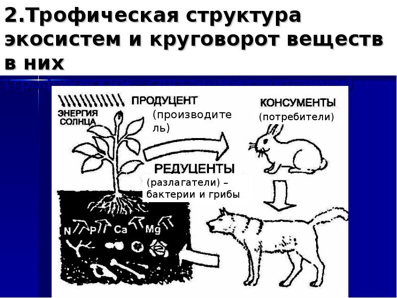 2. Трофическая структура экосистем и круговорот веществ в них (трофический – связанный с питанием)