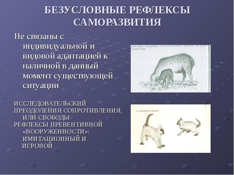 Примеры безусловных рефлексов у млекопитающих. Безусловные рефлексы.
