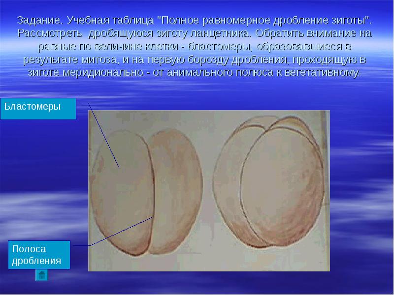Равномерное дробление. Борозды дробления бластомеры. Дробление яйцеклетки ланцетника. Дробление зиготы ланцетника борозда дробления. Равномерное дробление зиготы.
