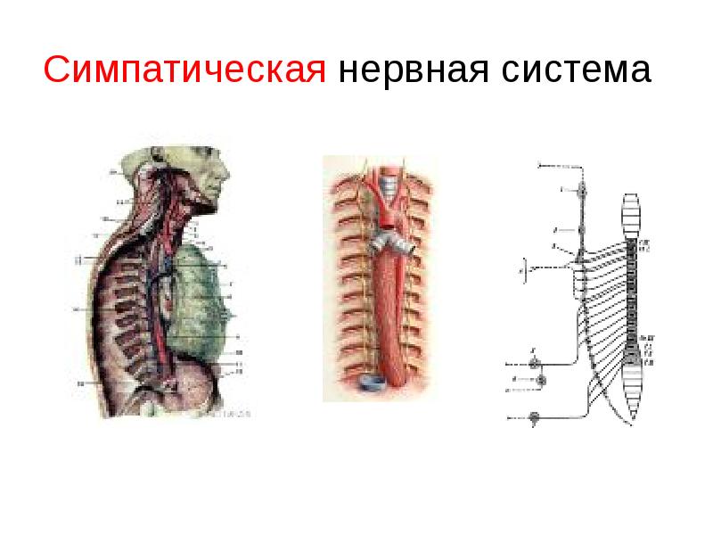 Симпатическая нервная