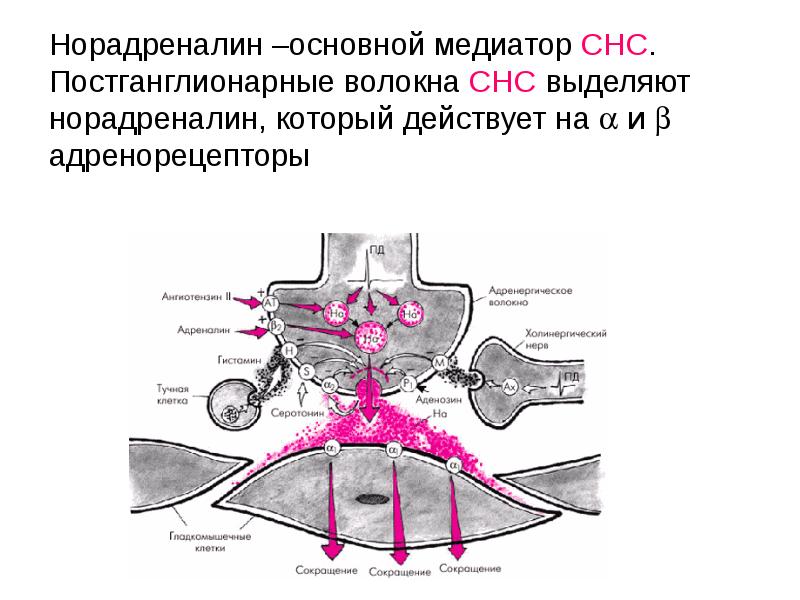 Физиология вегетативной нервной системы презентация