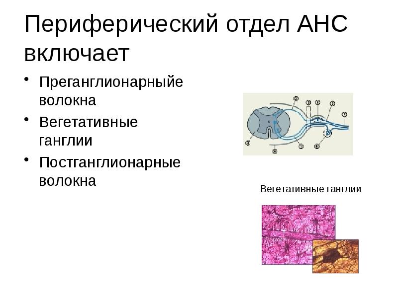 Периферический отдел