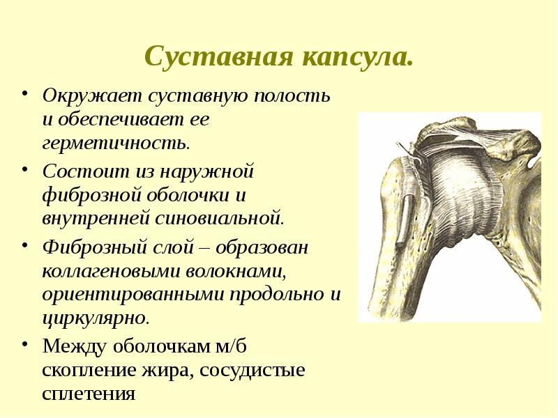 Суставная. Функции суставной капсулы в суставе. Строение капсулы сустава. Суставная капсула состоит из 2 слоев. Капсулы сустава синовиальная.