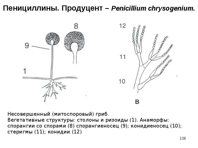 Какой цифрой на рисунке обозначен продуцент