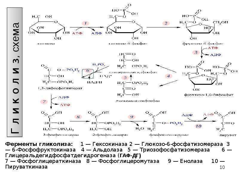 Гликолиз схема с ферментами