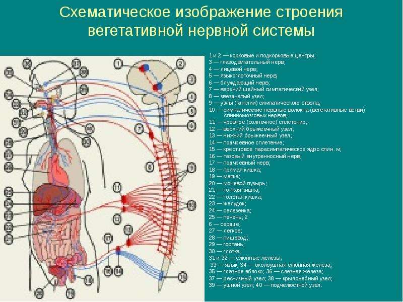 Интрамуральные парасимпатические нервные ганглии в стенке толстой кишки располагаются в