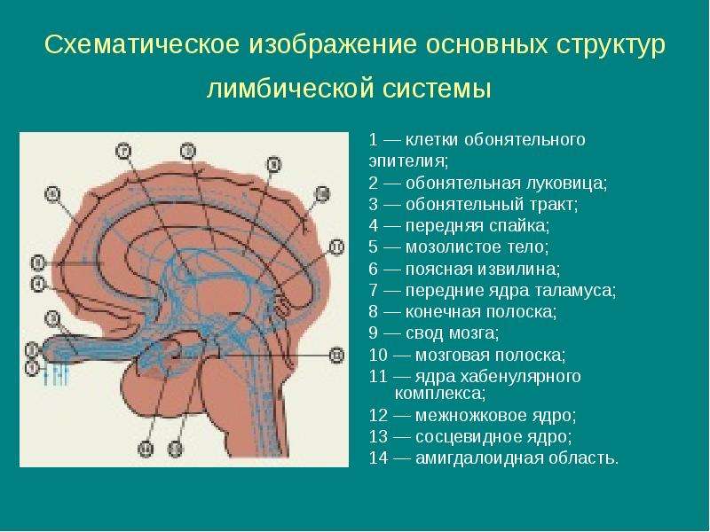 Обонятельный мозг схема