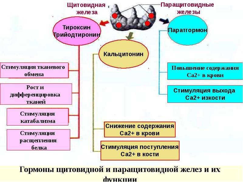 Гормоны щитовидной железы схема