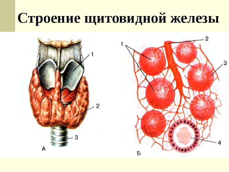 Анатомия щитовидной железы презентация