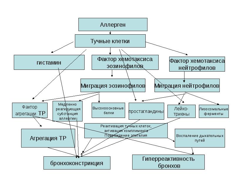 Факторы хемотаксиса. Факторы хемотаксиса эозинофилов и нейтрофилов. Факторы хемотаксиса тучной клеткой. Нейтрофилы при бронхиальной астме.
