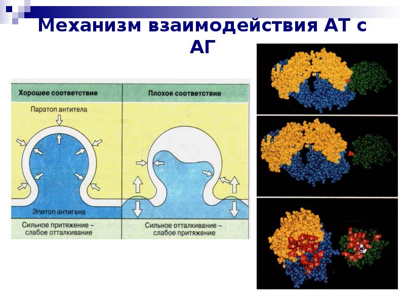 Механизм взаимодействия. Механизм взаимодействия АТ С АГ. Механизм взаимодействия антигена с антителом. О АГ антиген. Иммуноглобулины биохимия презентация.