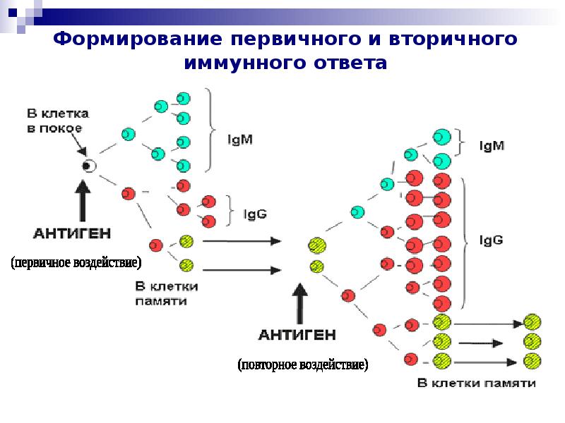 Вторичный иммунный ответ