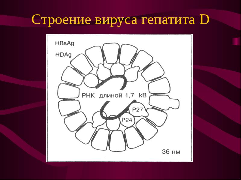 Гепатит б микробиология презентация