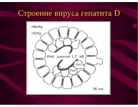 Строение вируса гепатита D