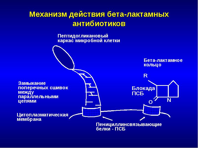 Бета лактамные антибиотики презентация