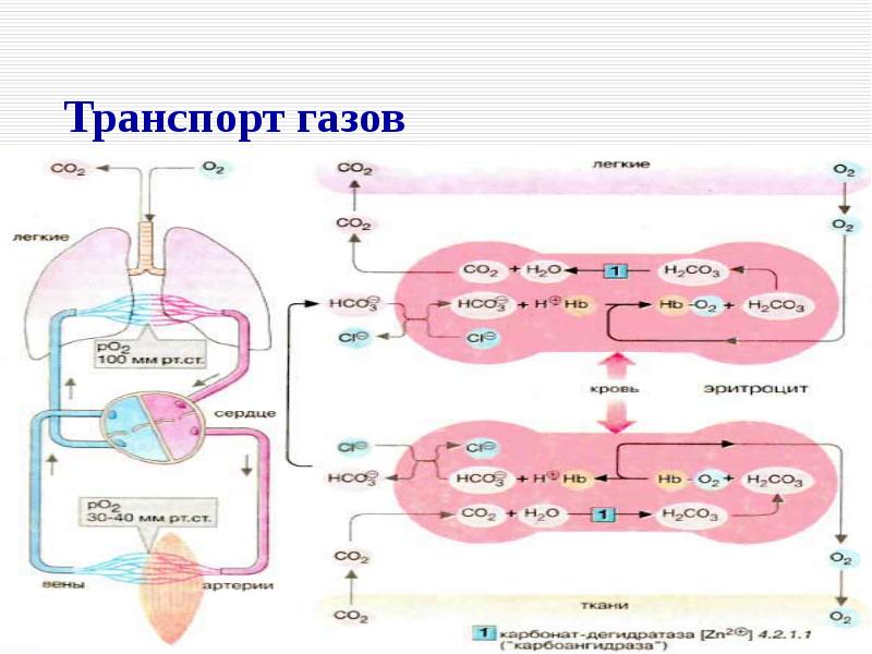 Транспорт газов картинка