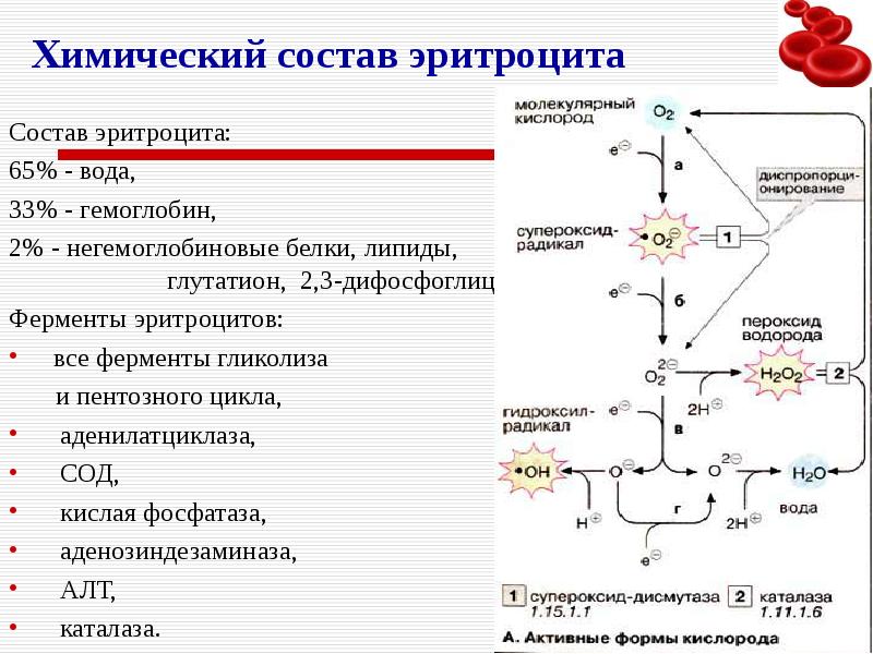 Метаболизм эритроцитов схема биохимия