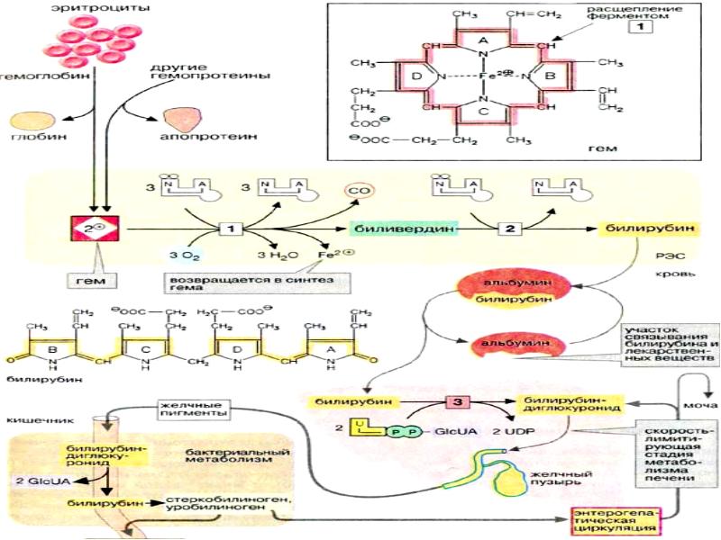 Схема метаболизма эритроцитов