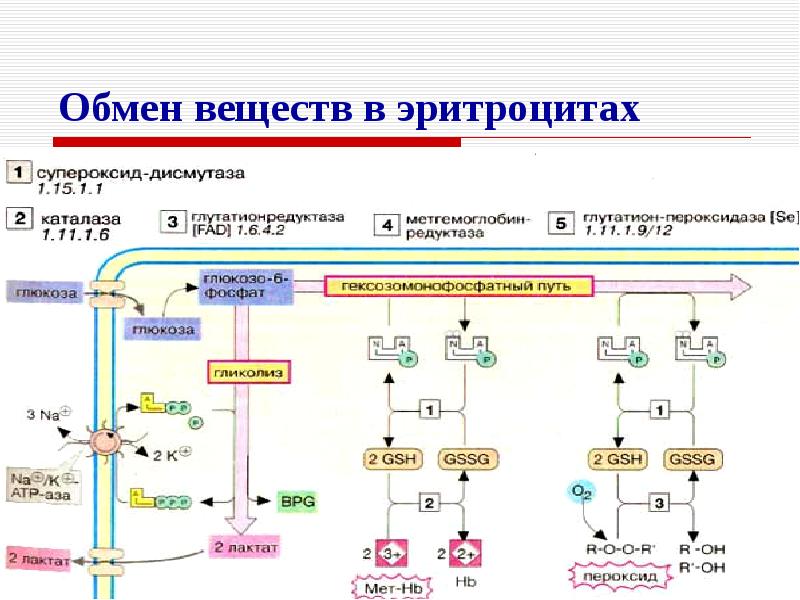 Метаболизм эритроцитов схема