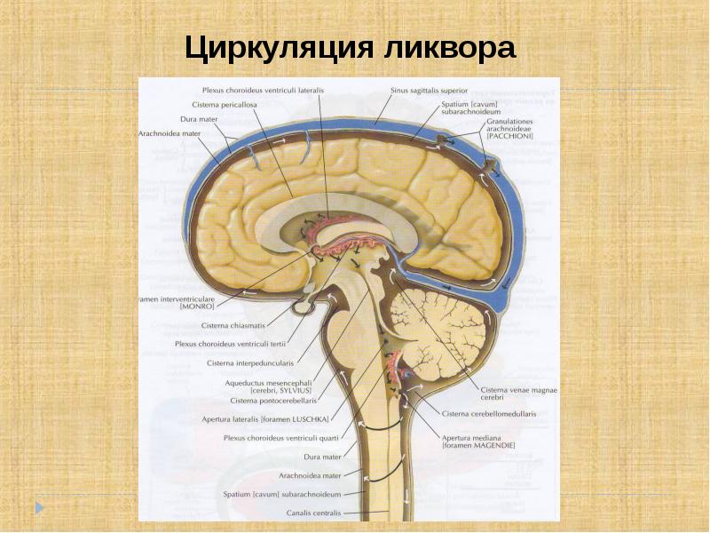 Схема движения ликвора в головном мозге