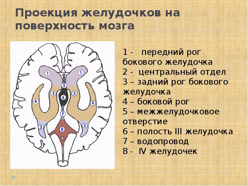 Расширения передних рогов. Нижний Рог бокового желудочка. Задние рога боковых желудочков мозга. Задний Рог бокового желудочка. Латеральные желудочки головного мозга части стенки.