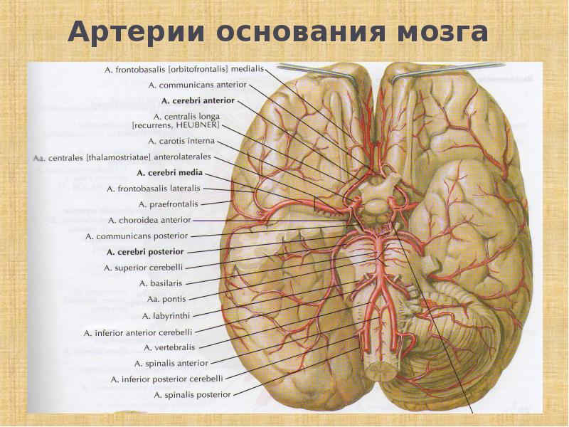 Оболочки спинного мозга картинка